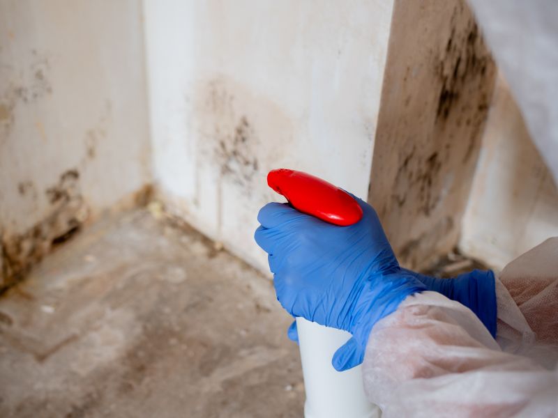 Attic Mold Remediation in Bergen County, NJ