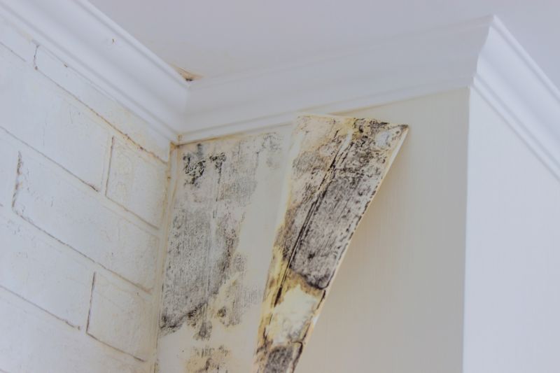 Attic Mold Removal in Frisco, TX
