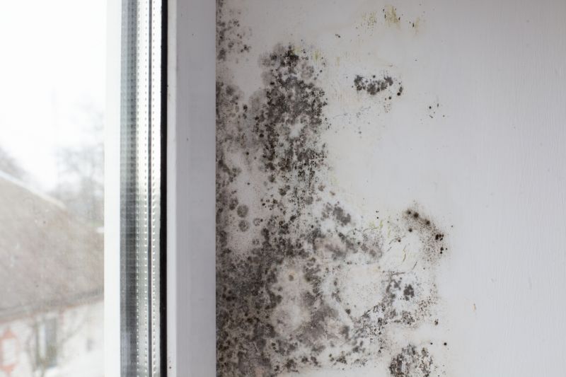 Attic Mold Removal in Broward County, FL