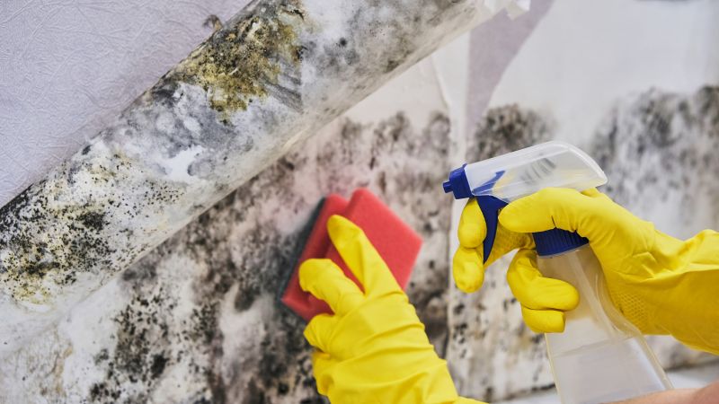 Basement Mold Remediation in Fort Worth, TX