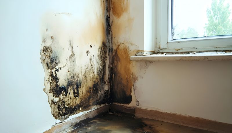 Basement Mold Remediation in Bergen County, NJ