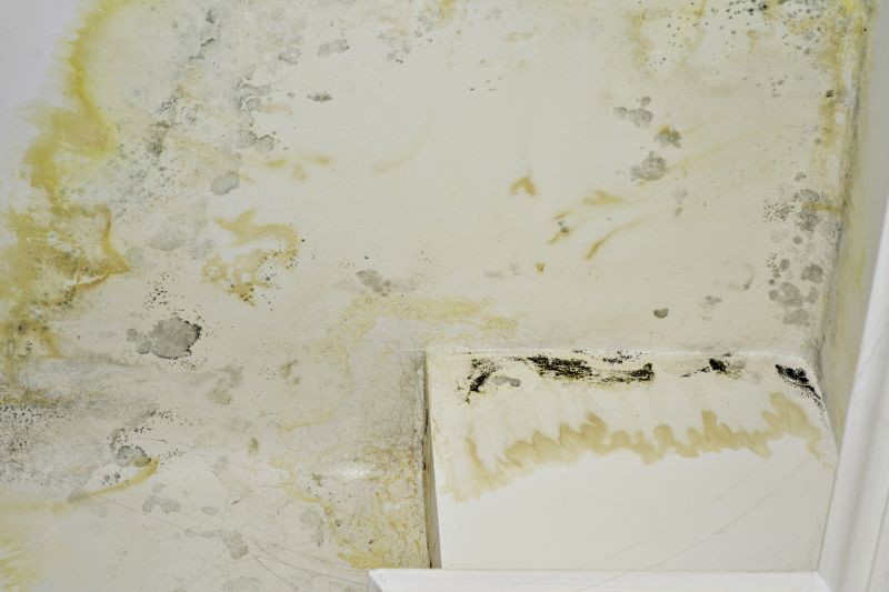 Black Mold Remediation in Dallas, TX
