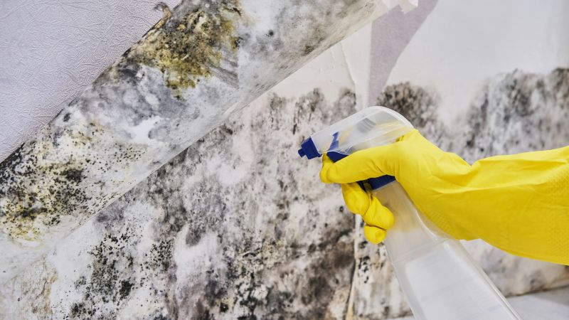 Black Mold Removal in Arlington, TX