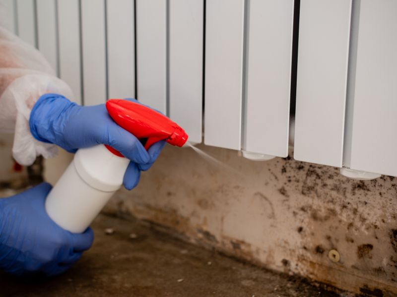 Mold Cleanup Service in Jupiter, FL