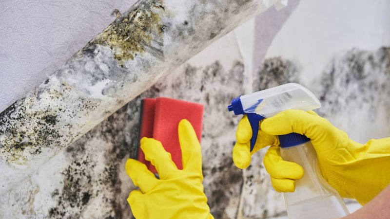 Mold Mitigation Service in Fort Lauderdale, FL