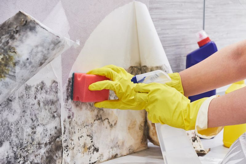 Mold Remediation Service in Boca Raton, FL